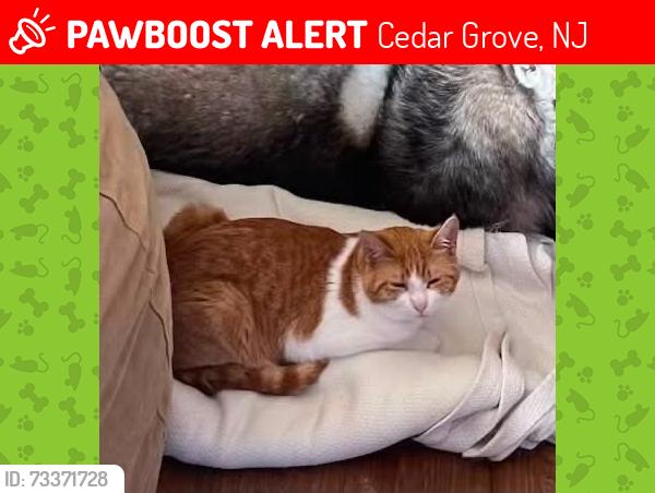 Lost Male Cat last seen Overlook Rd, Cedar Grove, Cedar Grove, NJ 07009