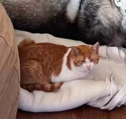 Lost Male Cat last seen Overlook Rd, Cedar Grove, Cedar Grove, NJ 07009