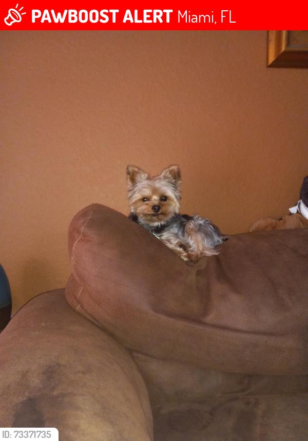 Lost Male Dog last seen Near st and 92 ave, Miami, FL 33176
