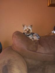 Lost Male Dog last seen Near st and 92 ave, Miami, FL 33176