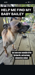 Lost Female Dog last seen Alston ave, Durham, NC 27701