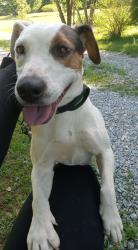 Lost Female Dog last seen Cross roads up the street before dg market, Chase City, VA 23924