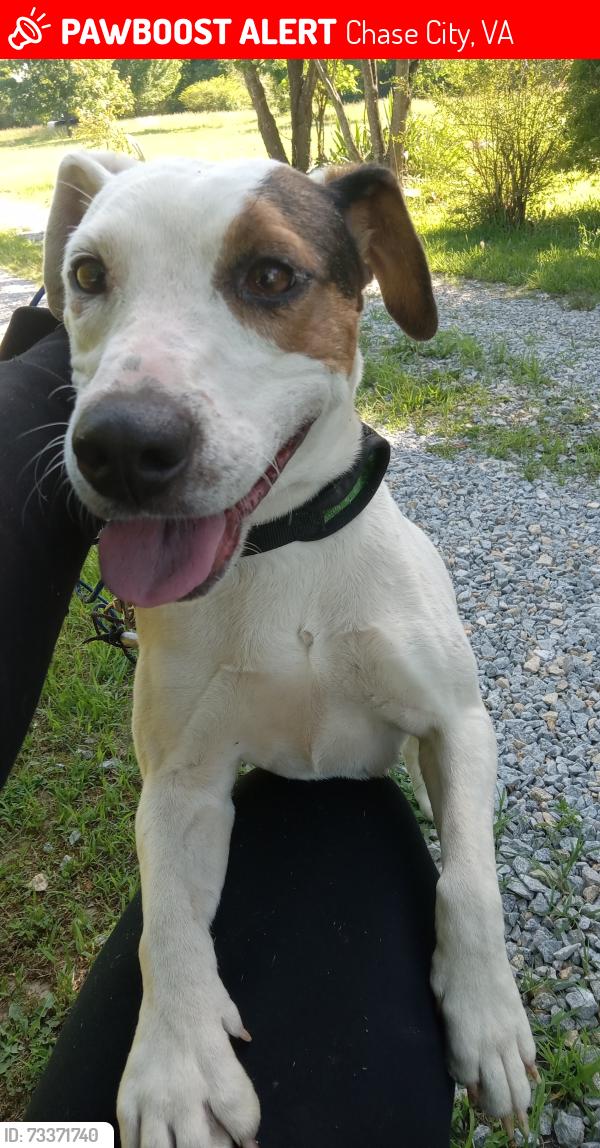 Lost Female Dog last seen Cross roads up the street before dg market, Chase City, VA 23924