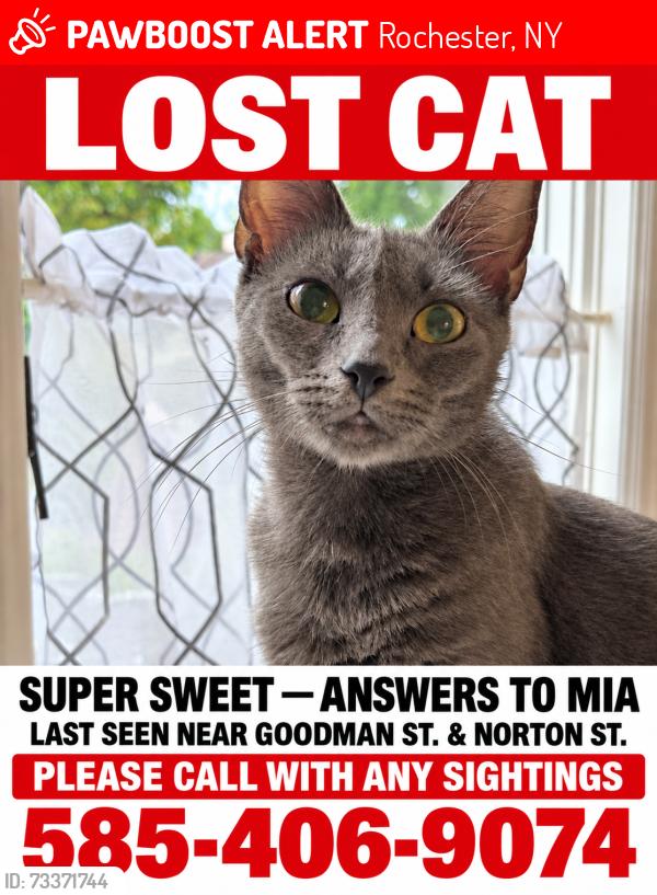 Lost Female Cat last seen Blakslee & Gray street, Rochester, NY 14609
