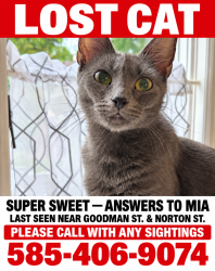 Lost Female Cat last seen Blakslee & Gray street, Rochester, NY 14609