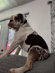 Reunited Male Dog last seen Walnut hill, Yamhill County, OR 97101