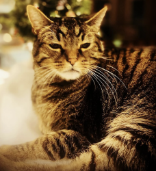 Lost Male Cat last seen West Purdue Ave Morrison Colorado our home, Dakota Ridge, CO 80465