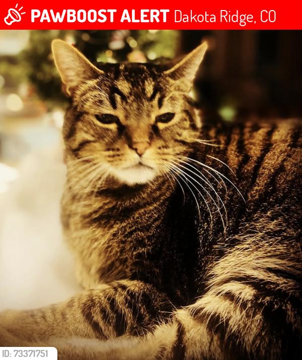 Lost Male Cat last seen West Purdue Ave Morrison Colorado our home, Dakota Ridge, CO 80465