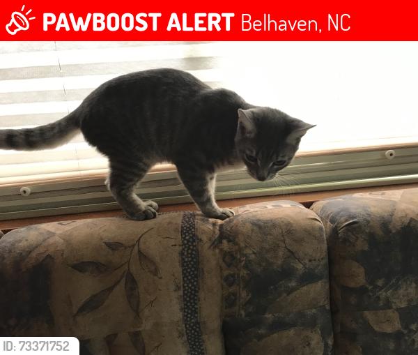 Lost Male Cat last seen Bellhaven fish tails, Belhaven, NC 27810