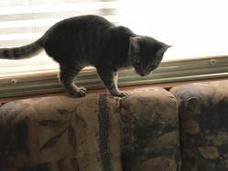 Lost Male Cat last seen Bellhaven fish tails, Belhaven, NC 27810