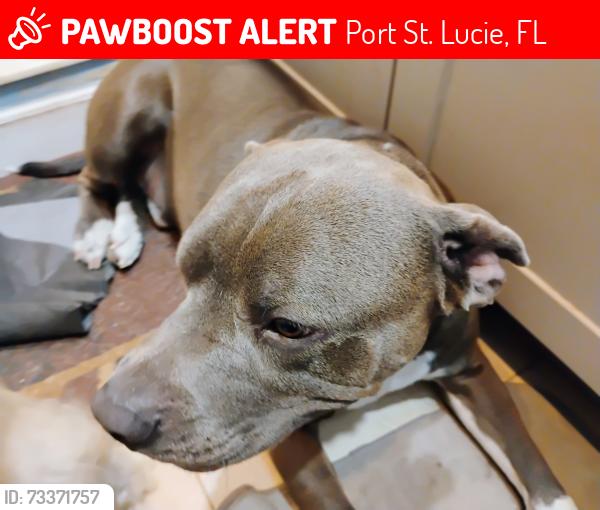 Lost Male Dog last seen Near Lobster rd, Port St. Lucie, FL 34983