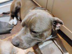 Lost Male Dog last seen Near Lobster rd, Port St. Lucie, FL 34983