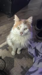 Reunited Female Cat last seen Near s berford ave, islandia, Islandia, NY 11749