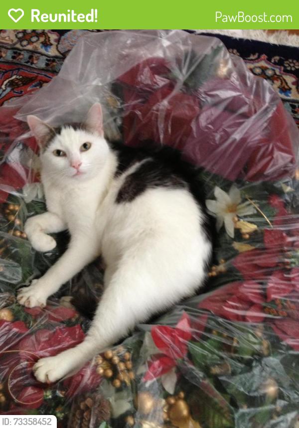 Reunited Male Cat last seen Carlton Ave., Evesham, NJ 08053