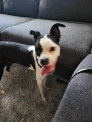 Found/Stray Male Dog last seen Elder st, Travelers Rest, SC 29690