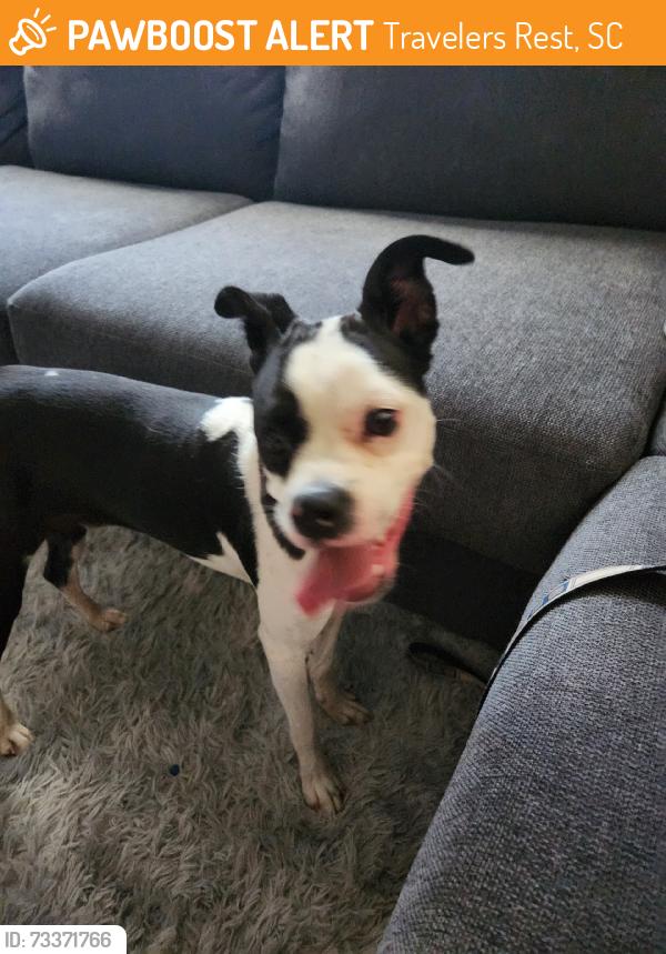 Found/Stray Male Dog last seen Elder st, Travelers Rest, SC 29690