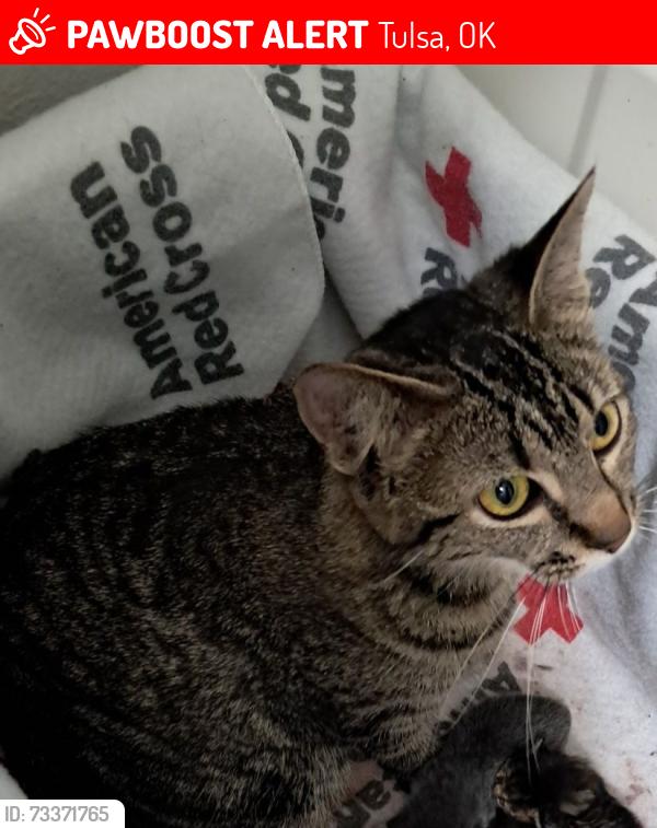 Lost Female Cat last seen 19th and memorial, Tulsa, OK 74112