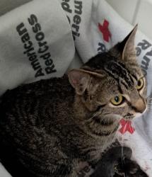 Lost Female Cat last seen 19th and memorial, Tulsa, OK 74112