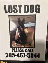 Lost Male Dog last seen Near NW 18th Pl., Miami Gardens. FL 33064, Opa-locka, FL 33054