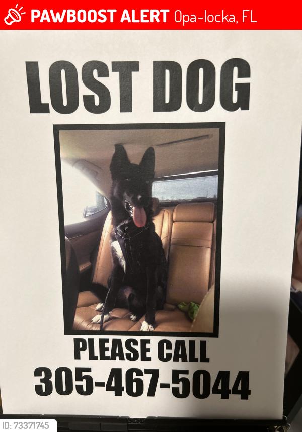 Lost Male Dog last seen Near NW 18th Pl., Miami Gardens. FL 33064, Opa-locka, FL 33054