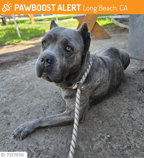 Found/Stray Female Dog last seen silverado park in between 405/710, Long Beach, CA 90810
