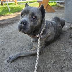 Found/Stray Female Dog last seen silverado park in between 405/710, Long Beach, CA 90810