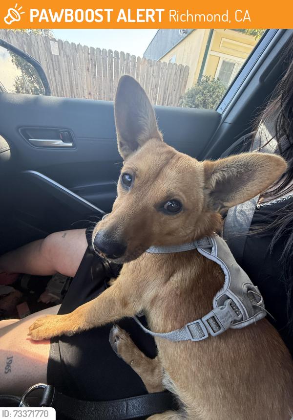 Found/Stray Male Dog last seen Close to Clay Planet, Richmond, CA 94808