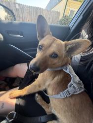 Found/Stray Male Dog last seen Close to Clay Planet, Richmond, CA 94808