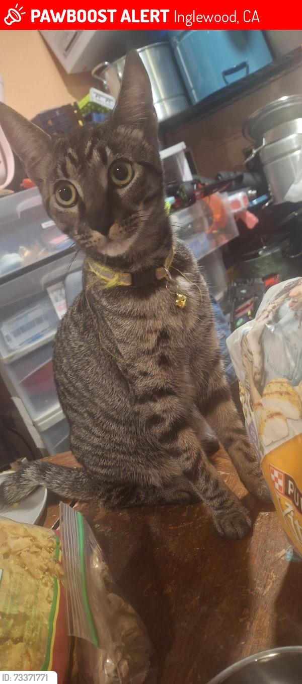 Lost Male Cat last seen Prarie & 110th st, Inglewood, CA 90303