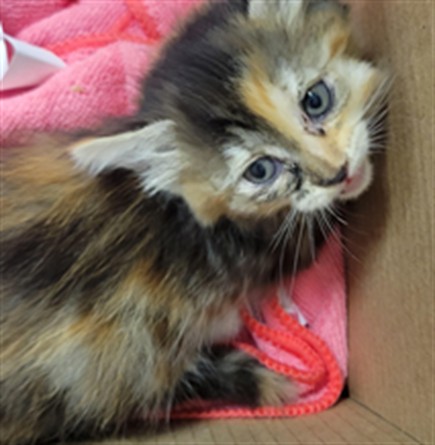 Shelter Stray Unknown Cat last seen , 14409 Vanowen St, Van Nuys, CA 91405, USA