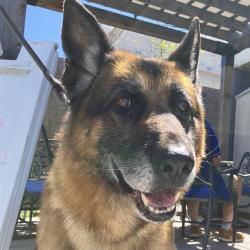 Shelter Stray Male Dog last seen Near BLOCK WOOD, 1590 Fortmann Way, Alameda, CA 94501, USA
