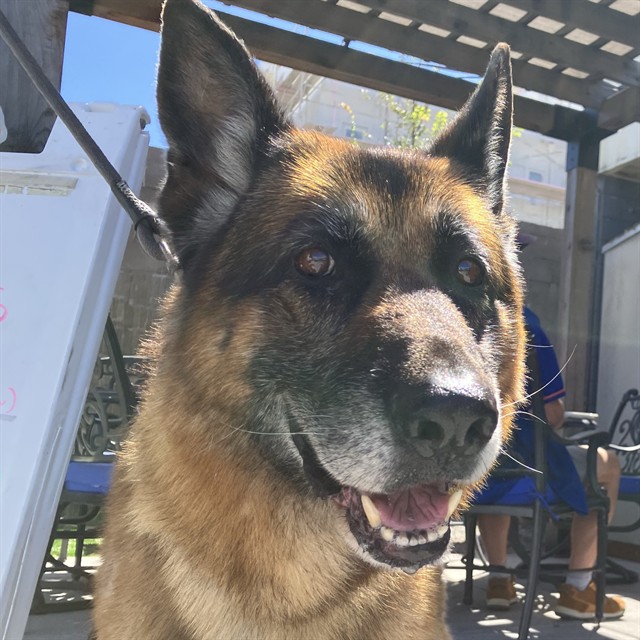 Shelter Stray Male Dog last seen Near BLOCK WOOD, 1590 Fortmann Way, Alameda, CA 94501, USA