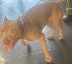 Shelter Stray Female Dog last seen , 1640 9th St, Santa Monica, CA 90404, USA