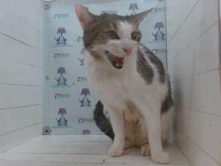 Shelter Stray Male Cat last seen , 2769 Conroy Rd, Orlando, FL 32839, USA