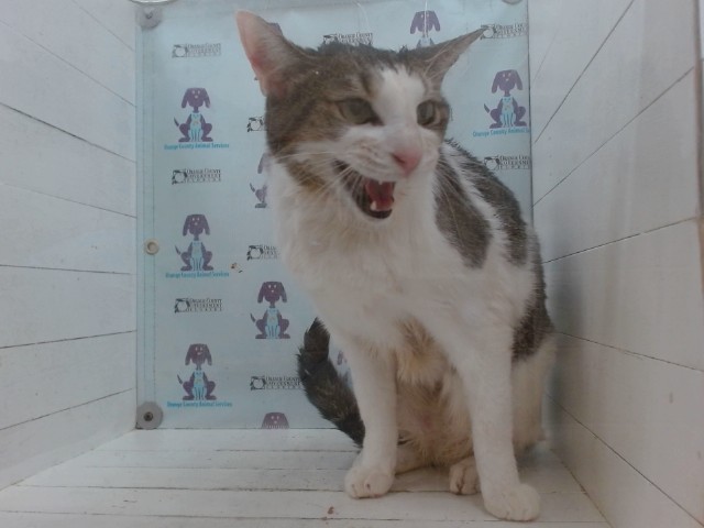 Shelter Stray Male Cat last seen , 2769 Conroy Rd, Orlando, FL 32839, USA