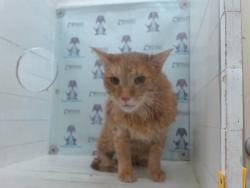 Shelter Stray Female Cat last seen , 2769 Conroy Rd, Orlando, FL 32839, USA