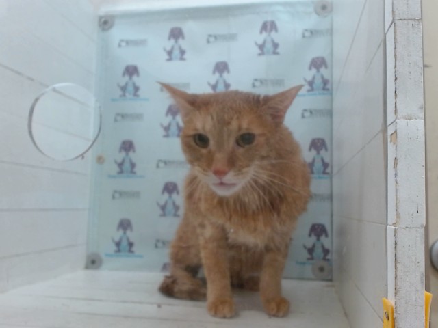 Shelter Stray Female Cat last seen , 2769 Conroy Rd, Orlando, FL 32839, USA