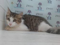 Shelter Stray Male Cat last seen , 2769 Conroy Rd, Orlando, FL 32839, USA