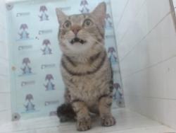 Shelter Stray Male Cat last seen , 2769 Conroy Rd, Orlando, FL 32839, USA