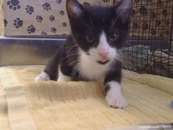 Shelter Stray Male Cat last seen BRADSHAW RD/OLD PLACERVILLE RD, 95827, 3839 Bradshaw Rd, Sacramento, CA 95827, USA