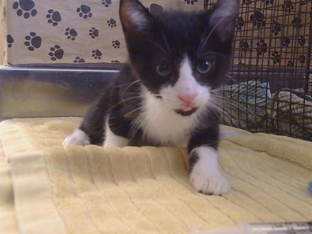 Shelter Stray Male Cat last seen BRADSHAW RD/OLD PLACERVILLE RD, 95827, 3839 Bradshaw Rd, Sacramento, CA 95827, USA
