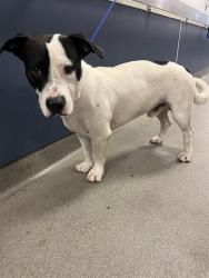 Shelter Stray Male Dog last seen Near BLOCK SW 13 ST, 3599 NW 79th Ave, Doral, FL 33122, USA
