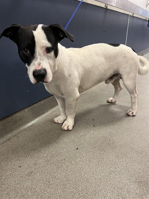 Shelter Stray Male Dog last seen Near BLOCK SW 13 ST, 3599 NW 79th Ave, Doral, FL 33122, USA