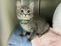 Shelter Stray Male Cat last seen Near BLOCK S HOMESTEAD PKWY, CENTENNIAL CO 80112, 610 Abbot Ln, Colorado Springs, CO 80905, USA