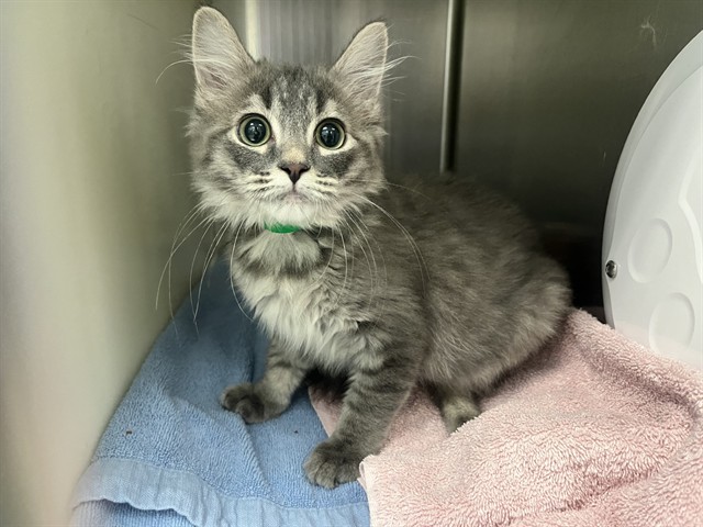 Shelter Stray Male Cat last seen Near BLOCK S HOMESTEAD PKWY, CENTENNIAL CO 80112, 610 Abbot Ln, Colorado Springs, CO 80905, USA