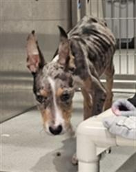 Shelter Stray Male Dog last seen , 1419 Bryant St, San Francisco, CA 94103, USA