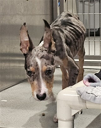 Shelter Stray Male Dog last seen , 1419 Bryant St, San Francisco, CA 94103, USA