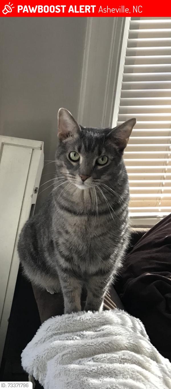 Lost Male Cat last seen Tunnel road, Asheville, NC 28805