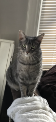 Lost Male Cat last seen Tunnel road, Asheville, NC 28805