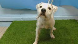 Shelter Stray Female Dog last seen , 216 W Victoria St, Gardena, CA 90248, USA